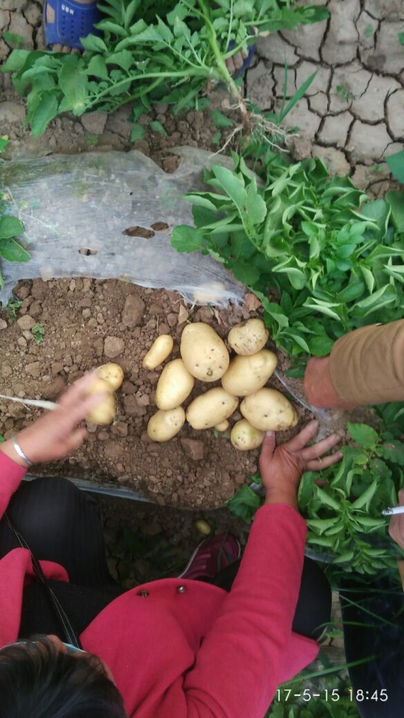 土豆精品4两以上