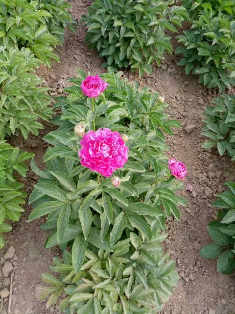 千层芍药30~50cm