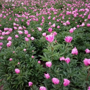 千层芍药30~50cm