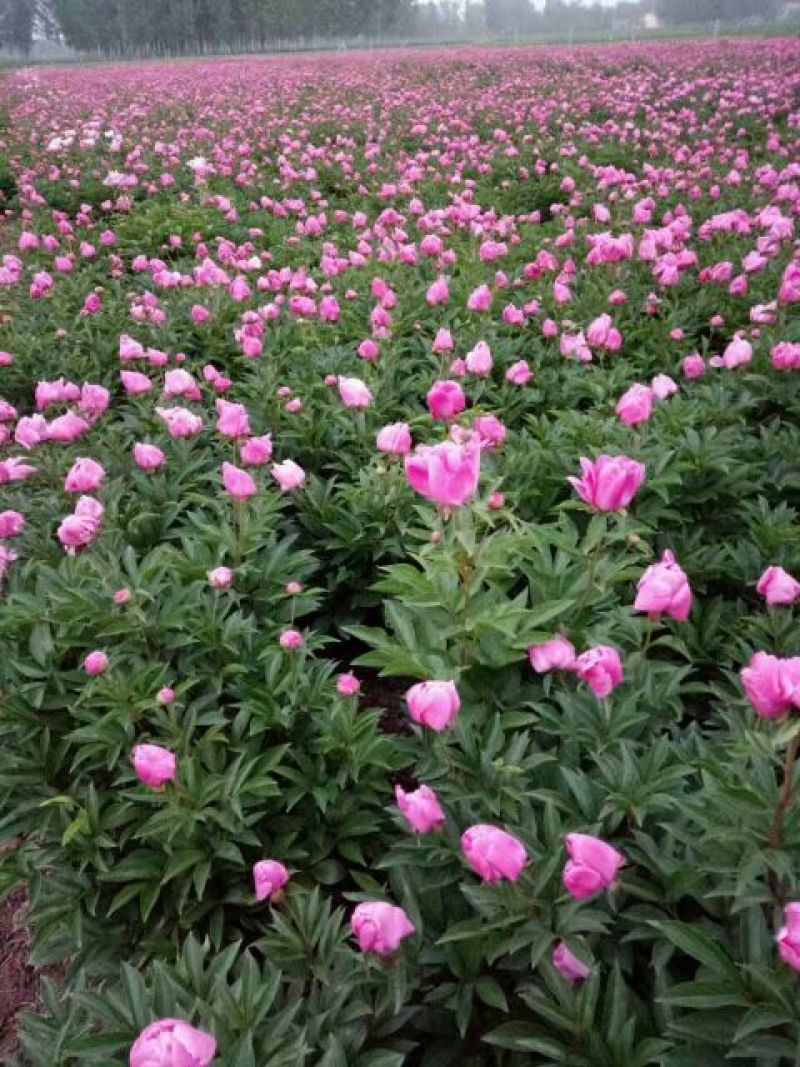 千层芍药30~50cm