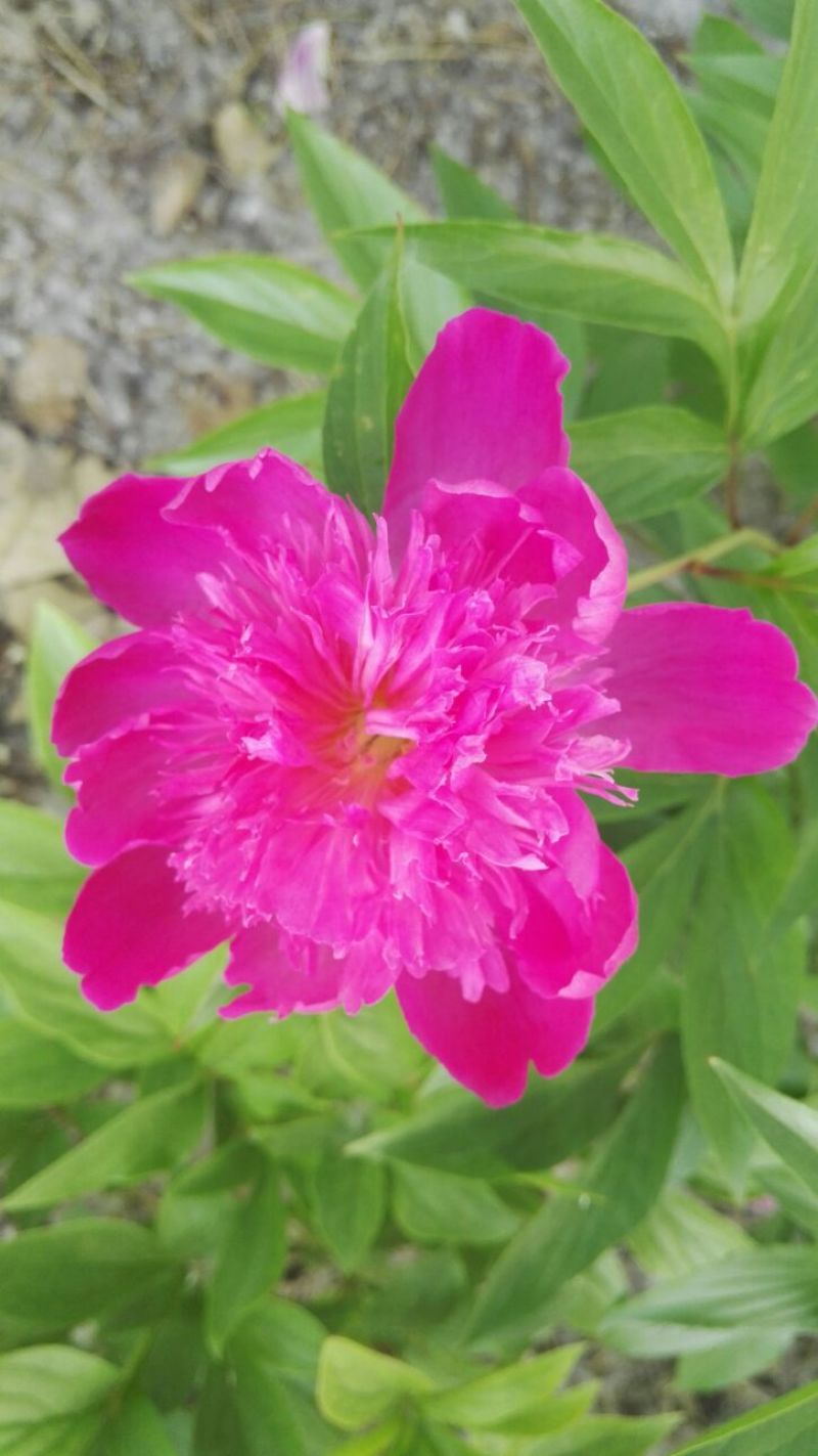 千层芍药30~50cm
