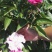 千层芍药30~50cm