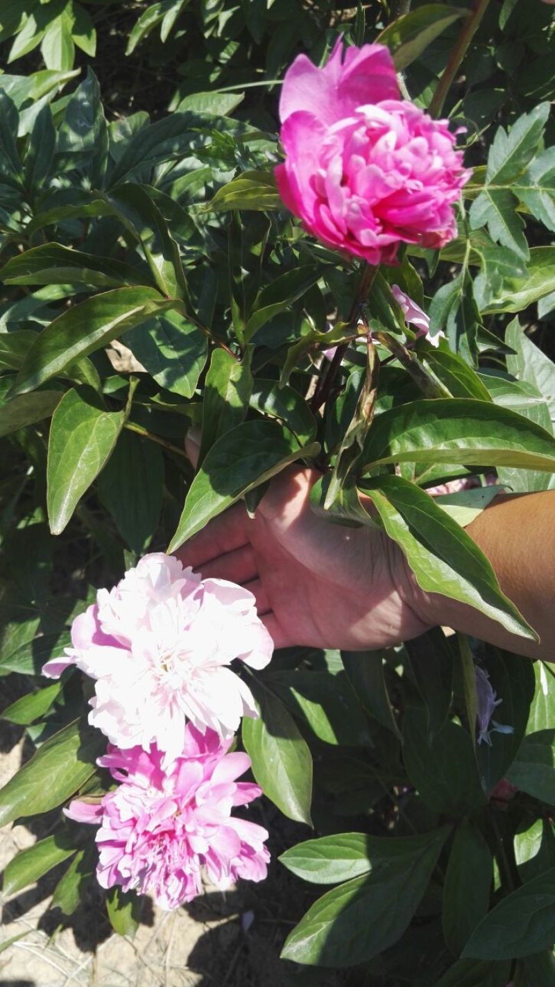 千层芍药30~50cm