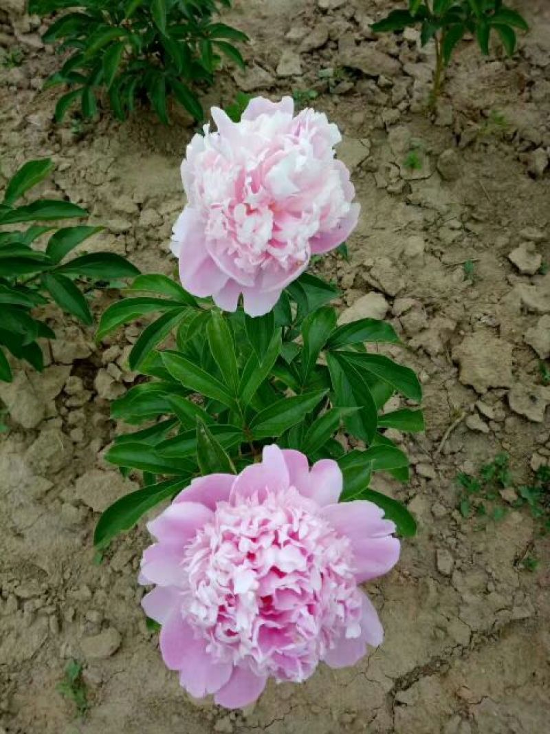 千层芍药30~50cm