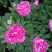 千层芍药30~50cm