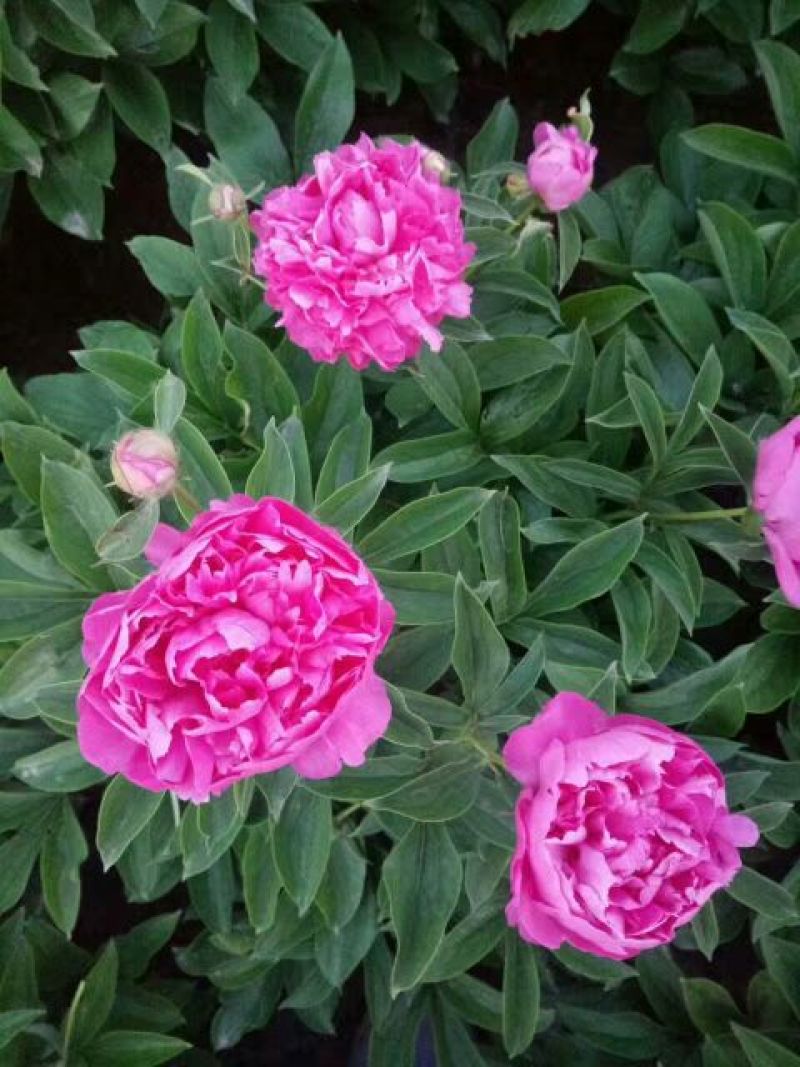 千层芍药30~50cm