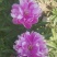 千层芍药30~50cm