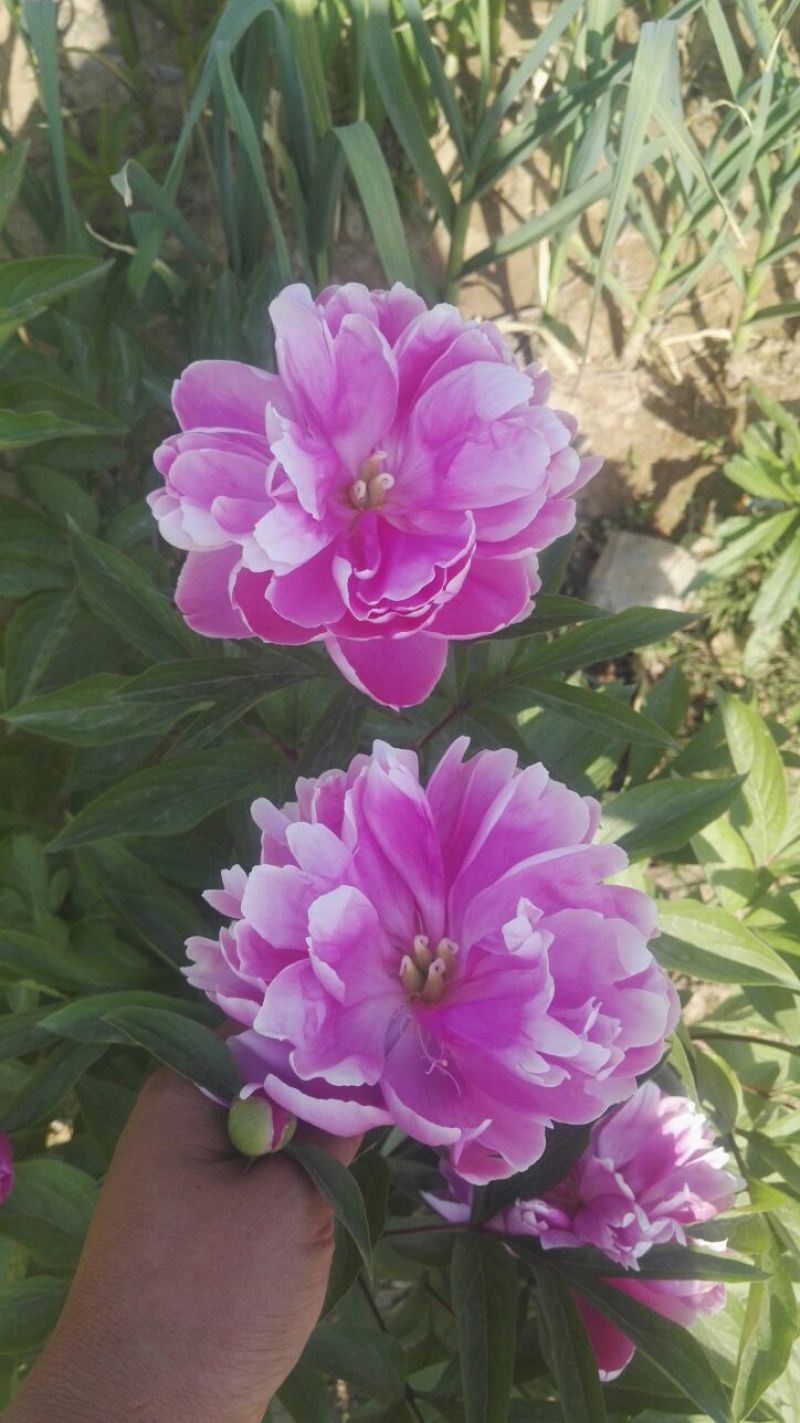 千层芍药30~50cm