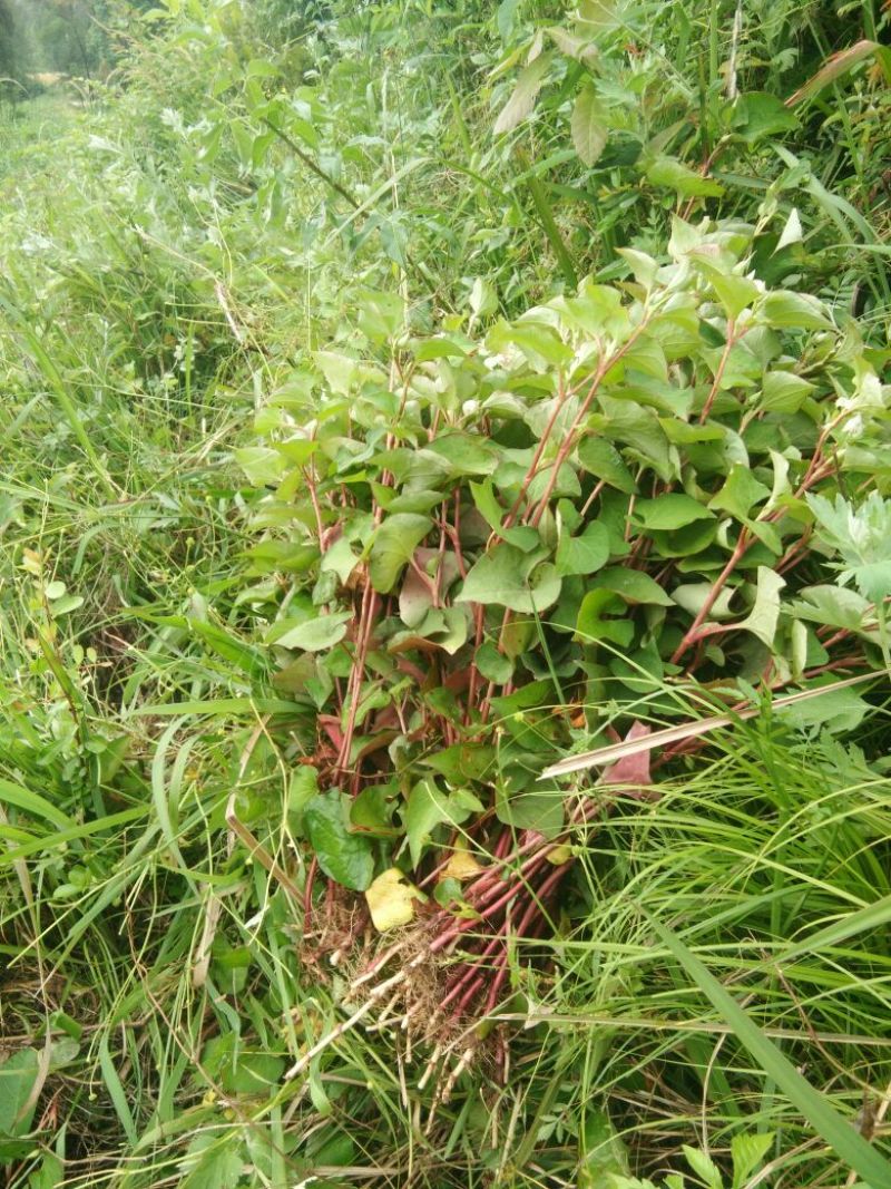 鱼腥草根塑料袋