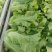 河南内黄县生菜意大利生菜常年有货可供应电商平台，实体店