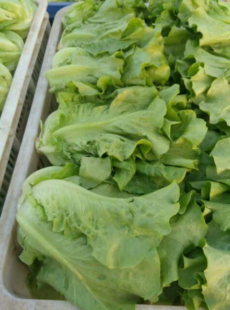 河南内黄县生菜意大利生菜常年有货可供应电商平台，实体店
