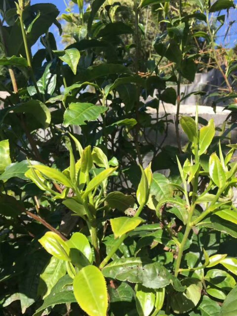 普洱茶二级