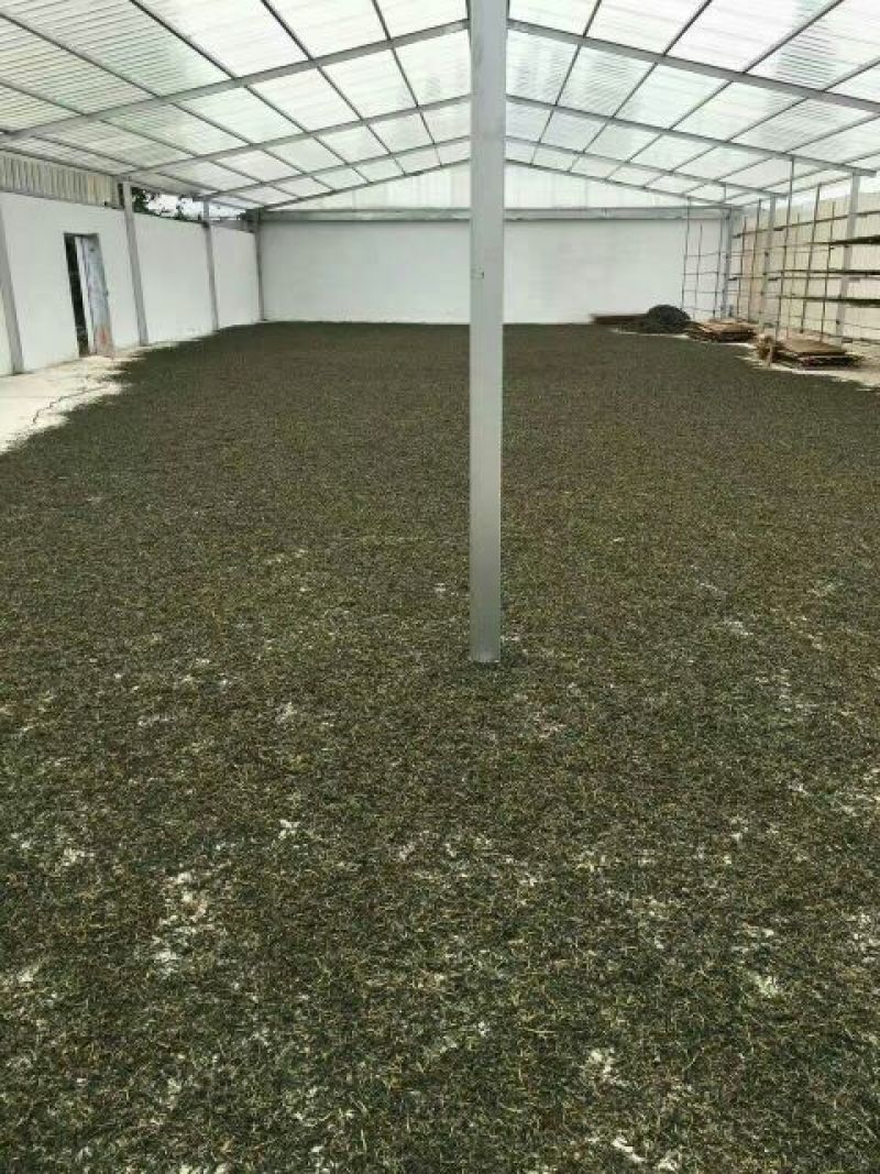 普洱茶二级