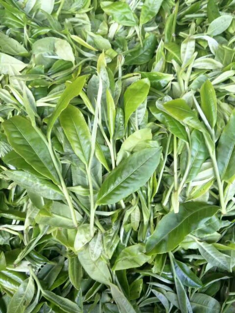 普洱茶二级