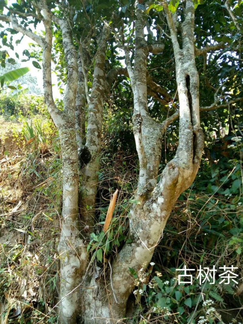 百年大树茶一级