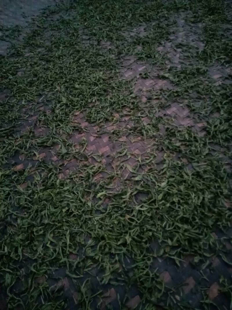 百年大树茶一级