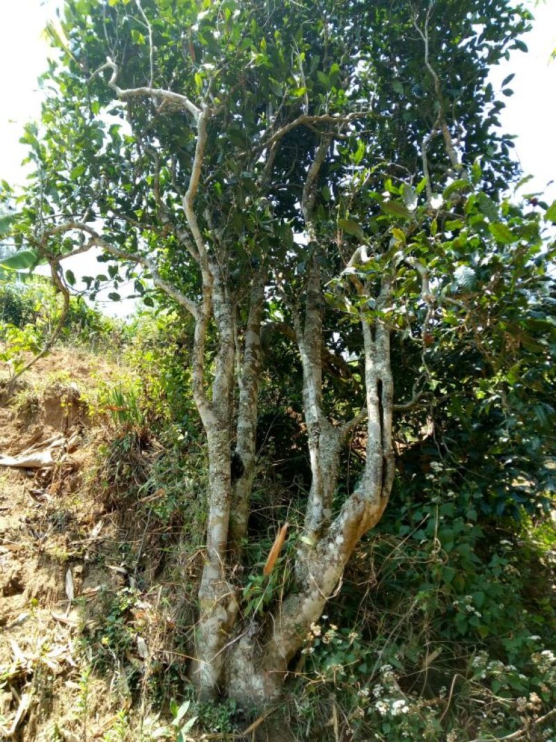 百年大树茶一级