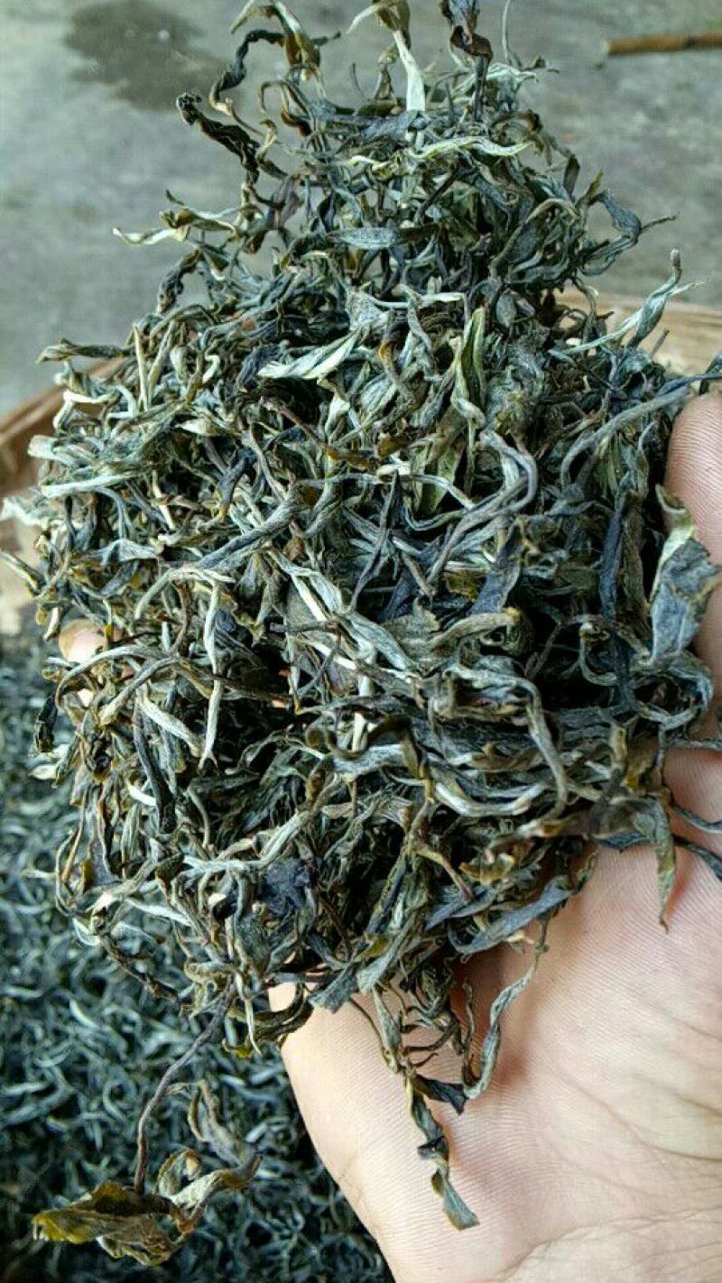 百年大树茶一级