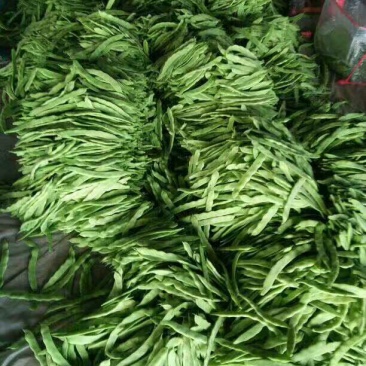 绿龙芸豆15cm以上