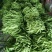 绿龙芸豆15cm以上
