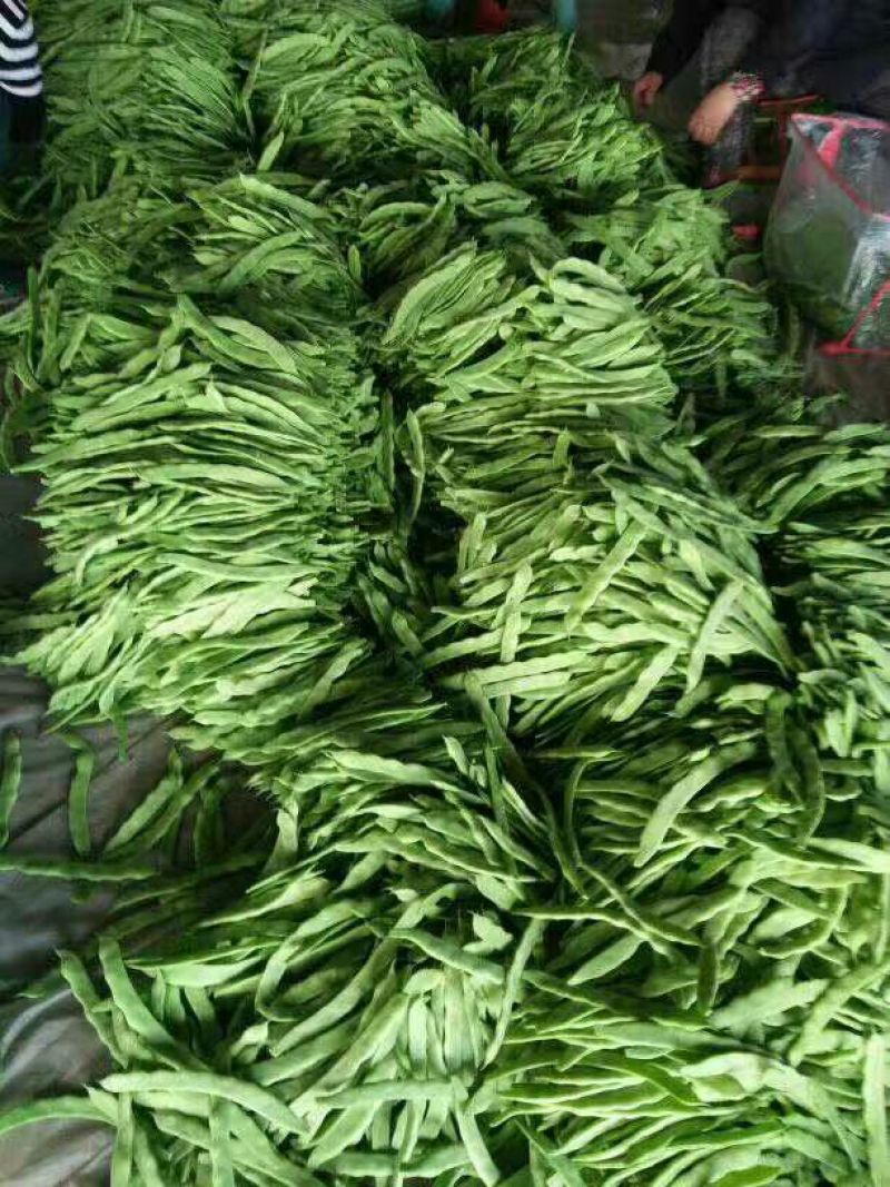 绿龙芸豆15cm以上