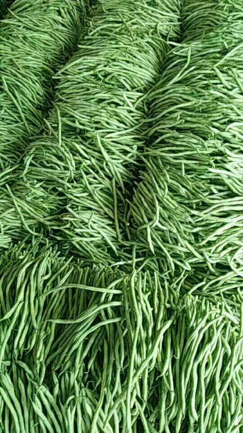 绿龙芸豆15cm以上