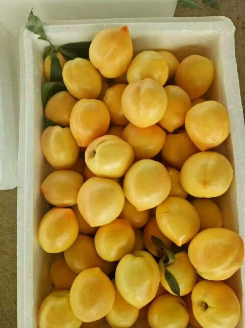 中油5号油桃3两以上