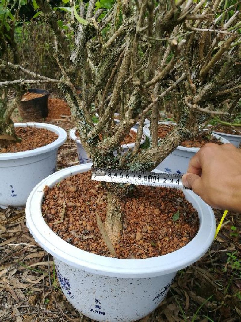 茉莉花不含盆