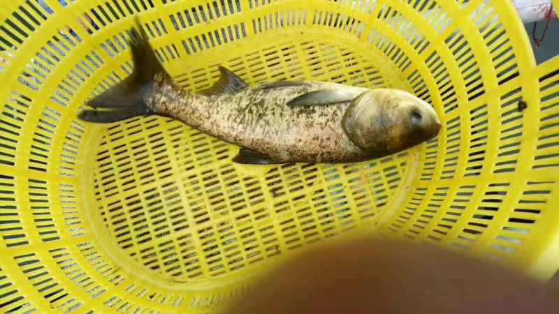 鲢鱼养殖活鱼