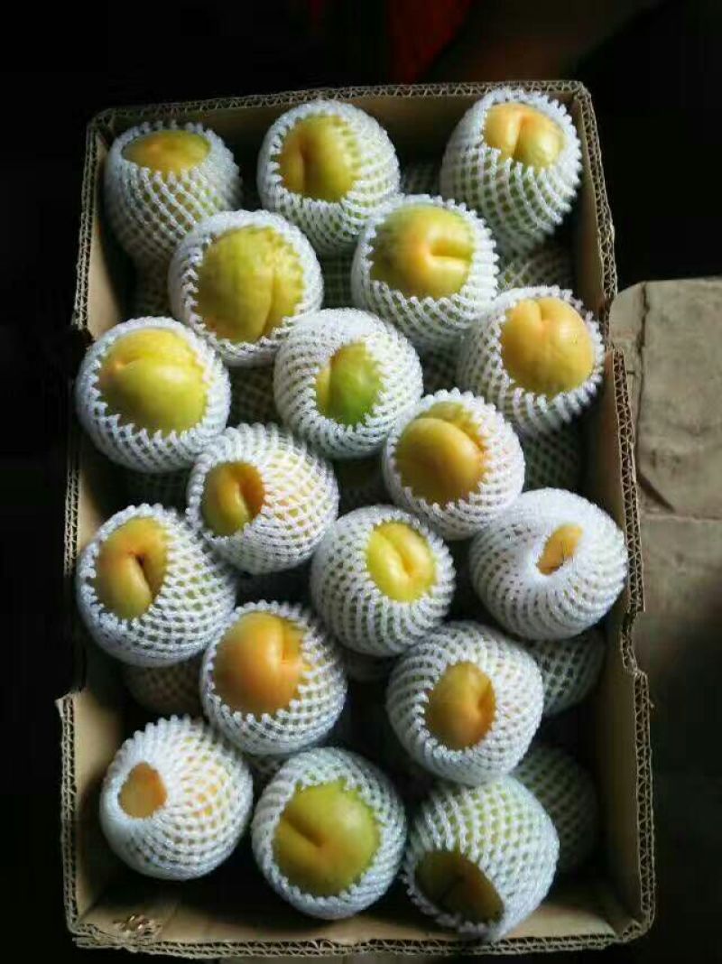 金玉杏金太阳