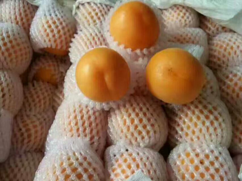 金玉杏金太阳