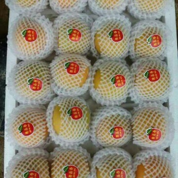 金玉杏金太阳