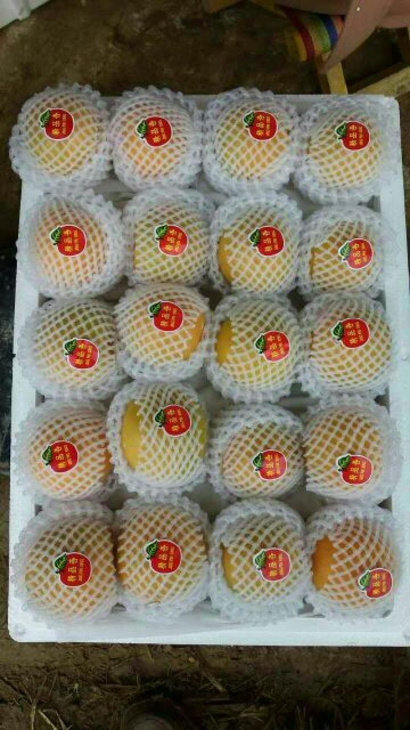 金玉杏金太阳