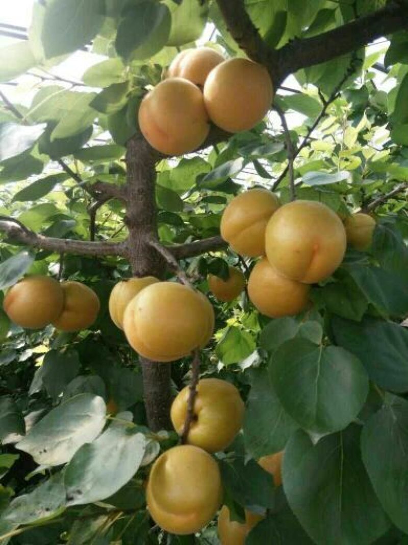 金玉杏金太阳