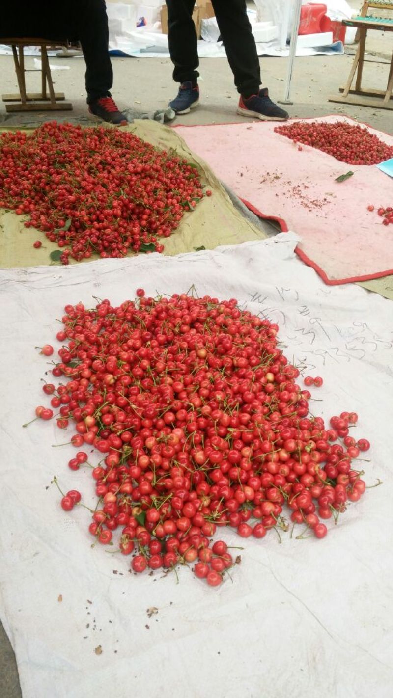 樱桃山东樱桃价格红灯，先锋，美早大樱桃全国发货