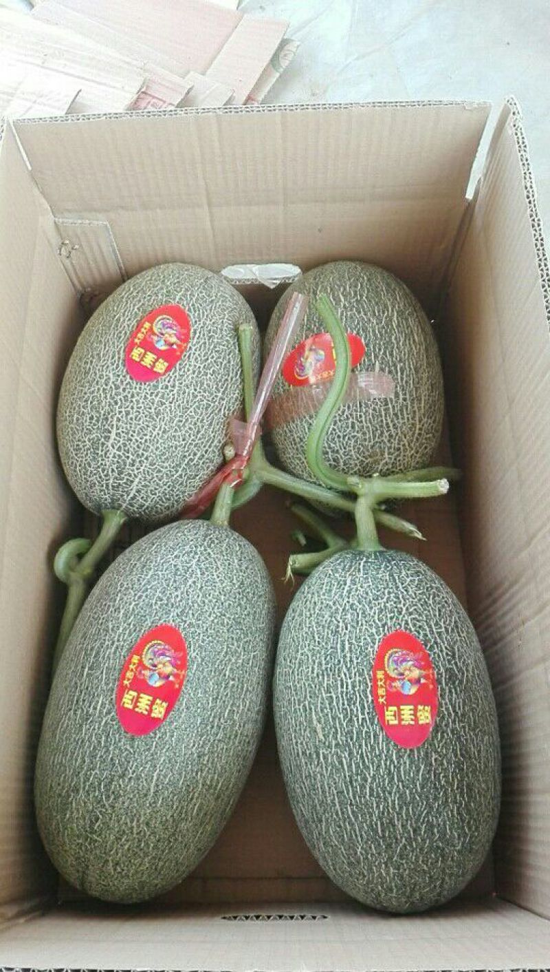 西州蜜瓜3斤以上椭圆形