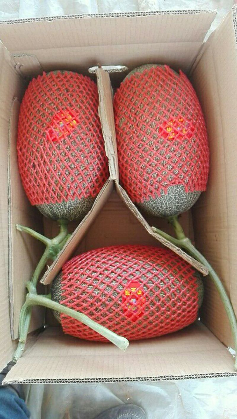 西州蜜瓜3斤以上椭圆形