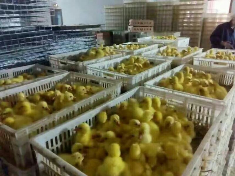 狮头鹅苗250g以下