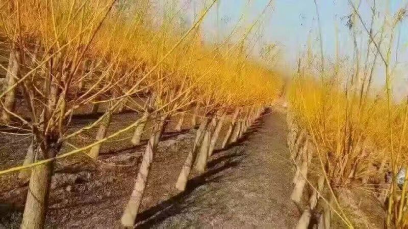 黄金槐价格宿迁苗圃规格齐全无中介