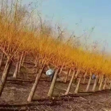 黄金槐价格宿迁苗圃规格齐全无中介