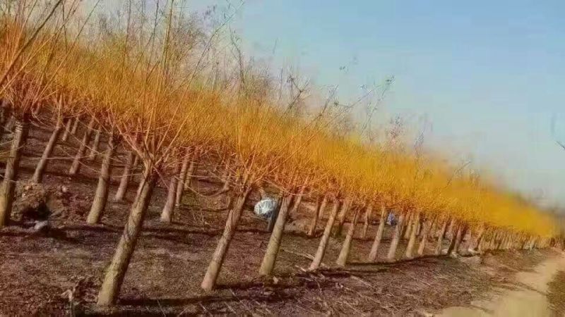 黄金槐价格宿迁苗圃规格齐全无中介