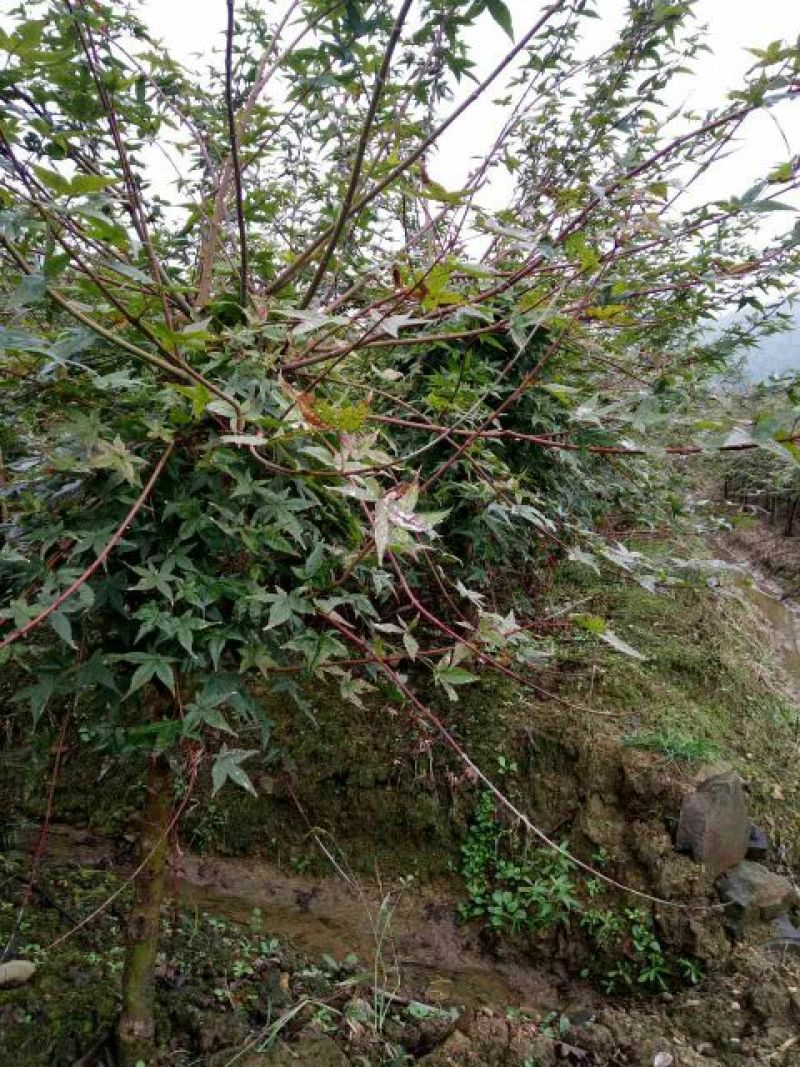 江苏日本红枫价格价格优无中介