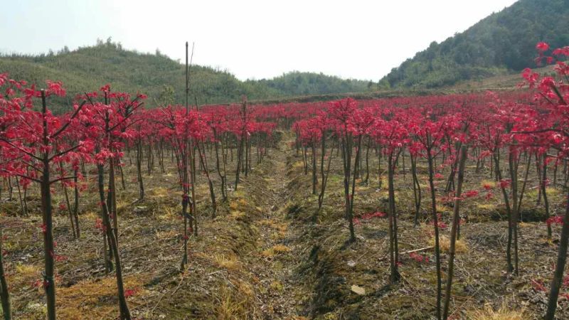 江苏日本红枫价格价格优无中介