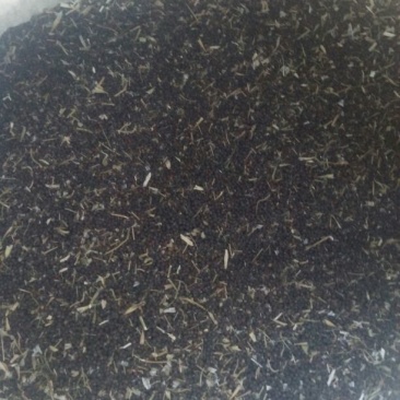油菜籽1