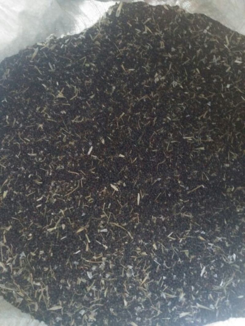 油菜籽1