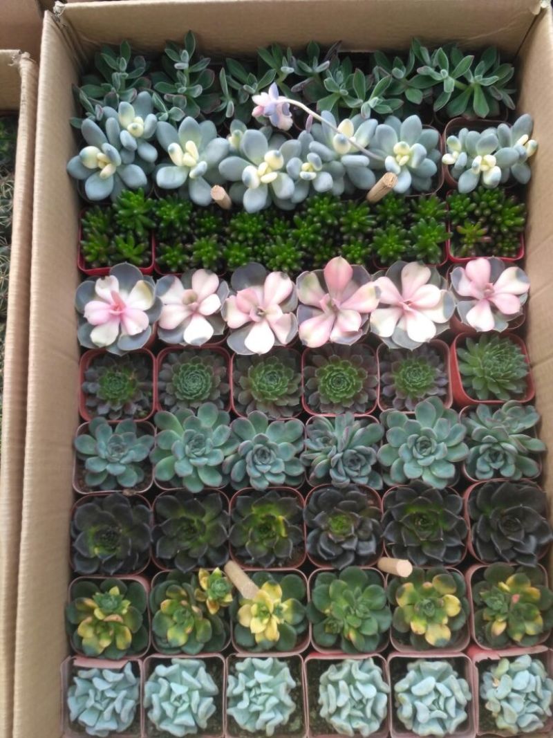 多肉植物含盆