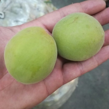 梅子35~40g