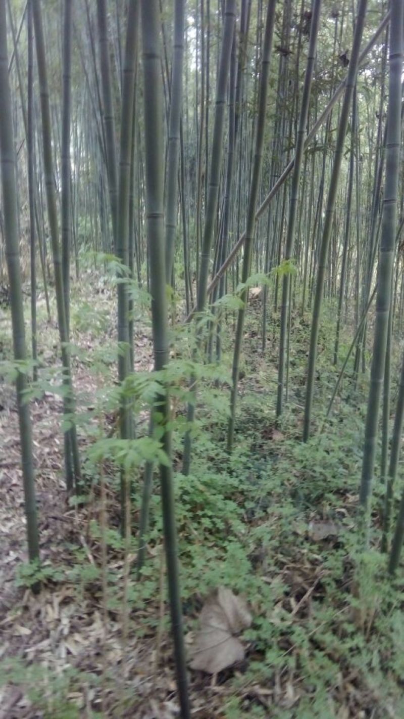 竹子4~5m