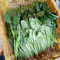 菠菜15~20厘米