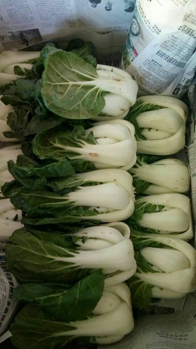 奶白菜净菜2~3斤